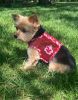 Cool Mesh Dog Harness with Leash